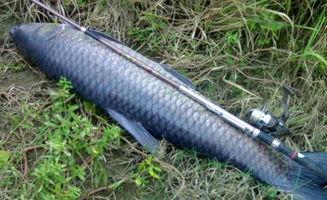 青鱼视频国产在线,国产在线影视盛宴，尽享视听盛宴